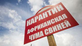 В Красногвардейском округе на Ставрополье в связи с АЧС установлен карантин