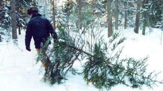 На Ставрополье усилен контроль за незаконной вырубкой хвойных деревьев